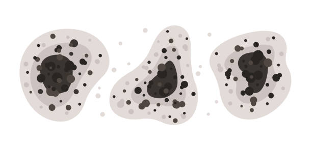 Best Mold Prevention Services  in Withamsville, OH