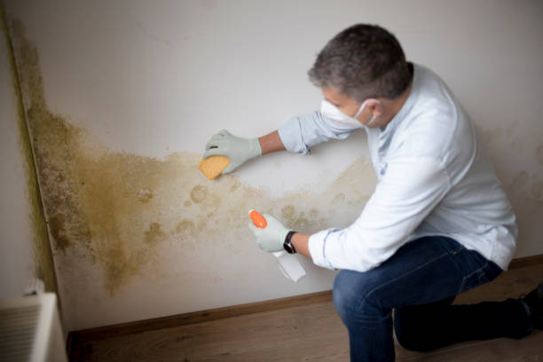 Best Mold Remediation for Healthcare Facilities  in Withamsville, OH