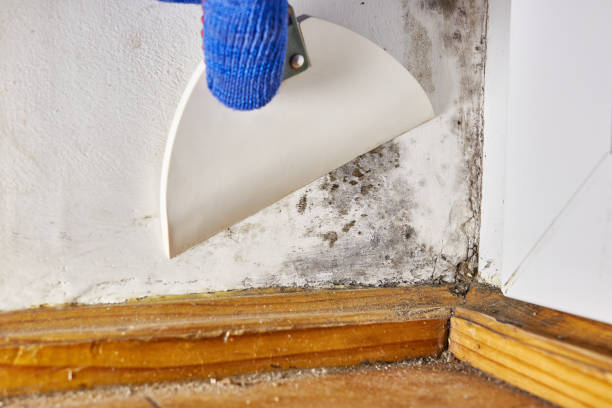 Best Biohazard Mold Removal  in Withamsville, OH